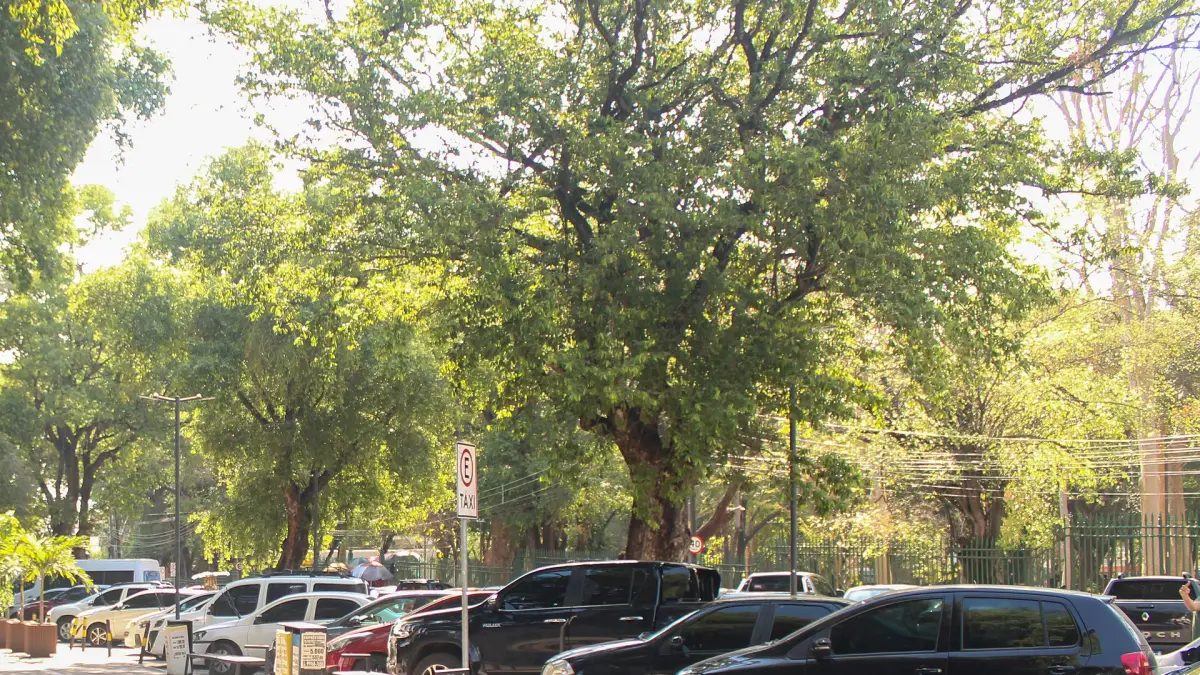 Automóveis estacionados em uma rua arborizada de Teresina.